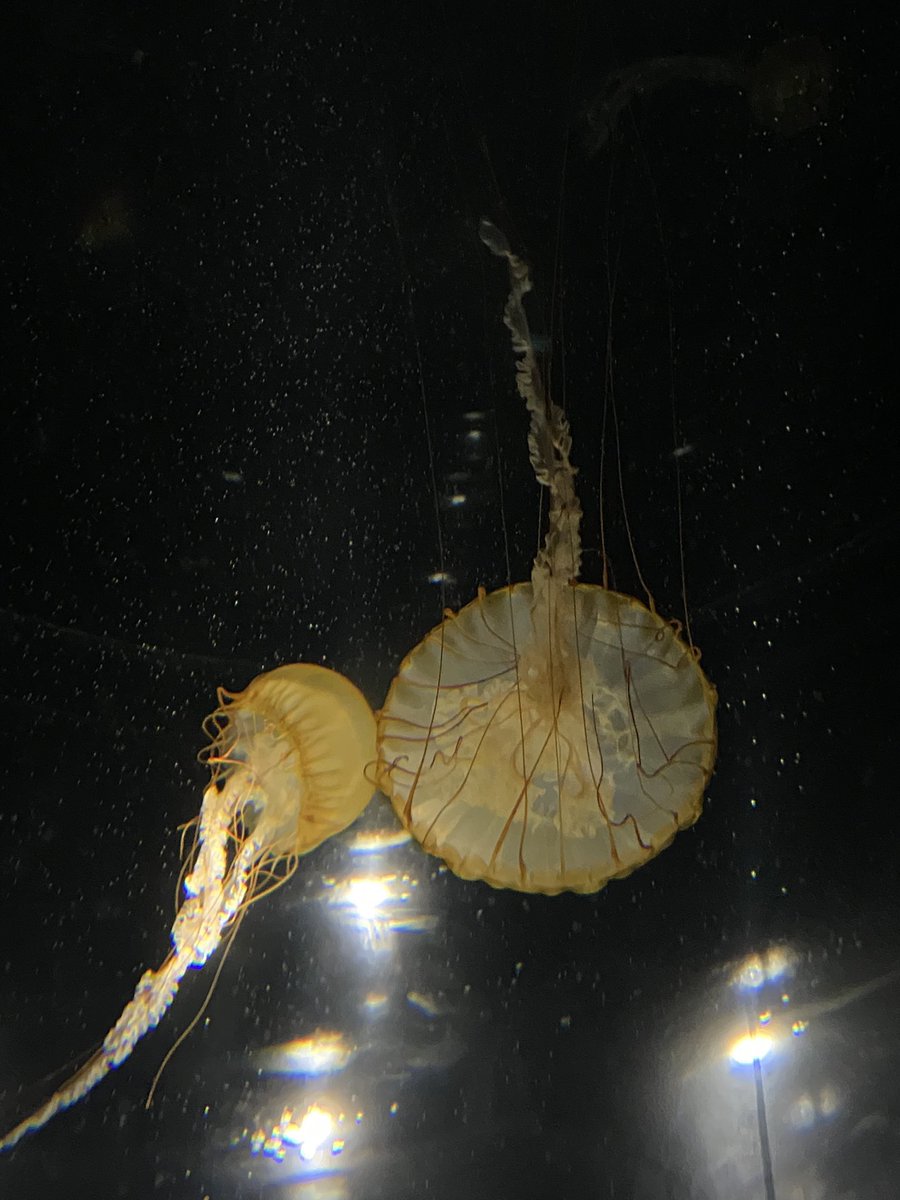 did you know jellyfish can eat other jellies ? 🤍💛