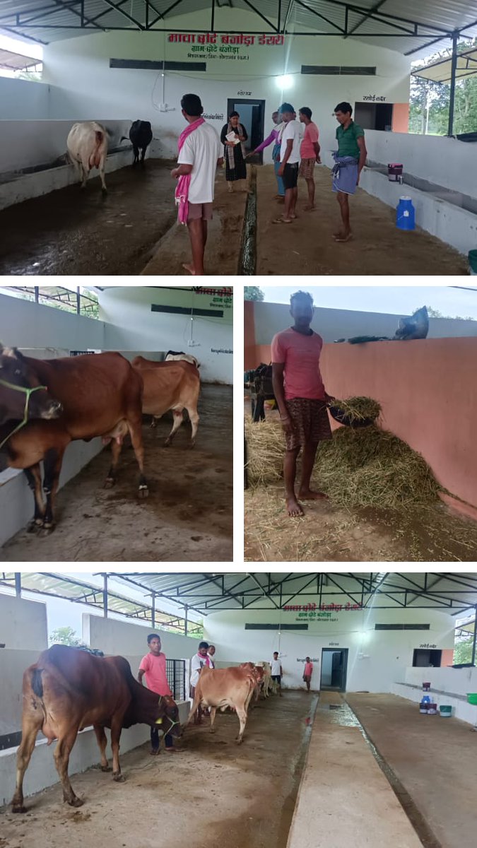 Community Dairy Farming...an initiative by the Tribal people of Village Chhotebanjoda, Kondagaon  #Dairyenterpreneurship @DDVSKONDAGAON @KondagaonDist  @DeepakSoni_1  @IASTripathiCG @ChhattisgarhCMO