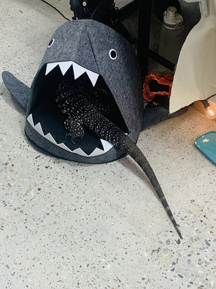 whalesinging_'s tweet photo. https://t.co/0jA40wo0yO