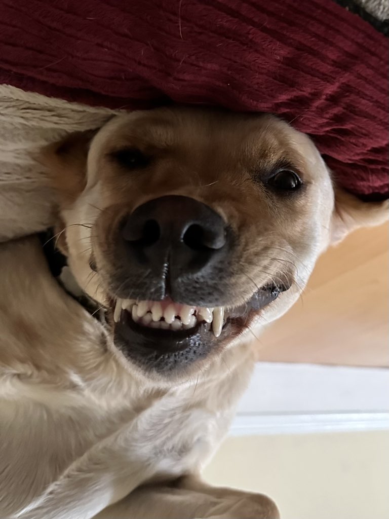 CoachBru's tweet photo. #Labradork https://t.co/7bm8UTGpCs