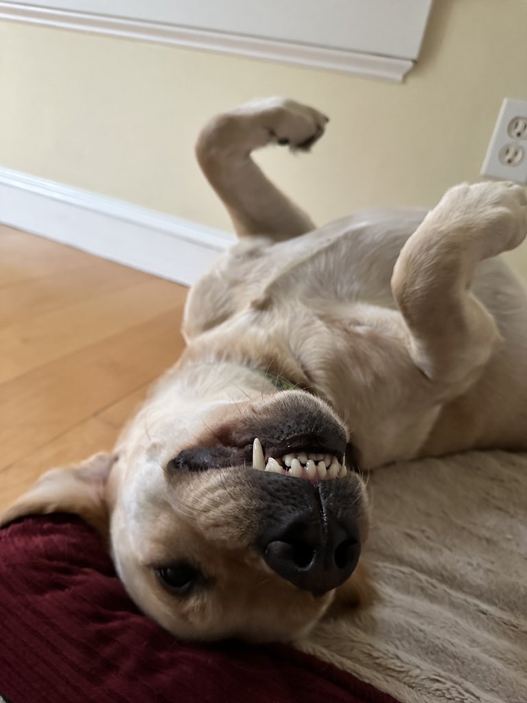 CoachBru's tweet photo. #Labradork https://t.co/7bm8UTGpCs