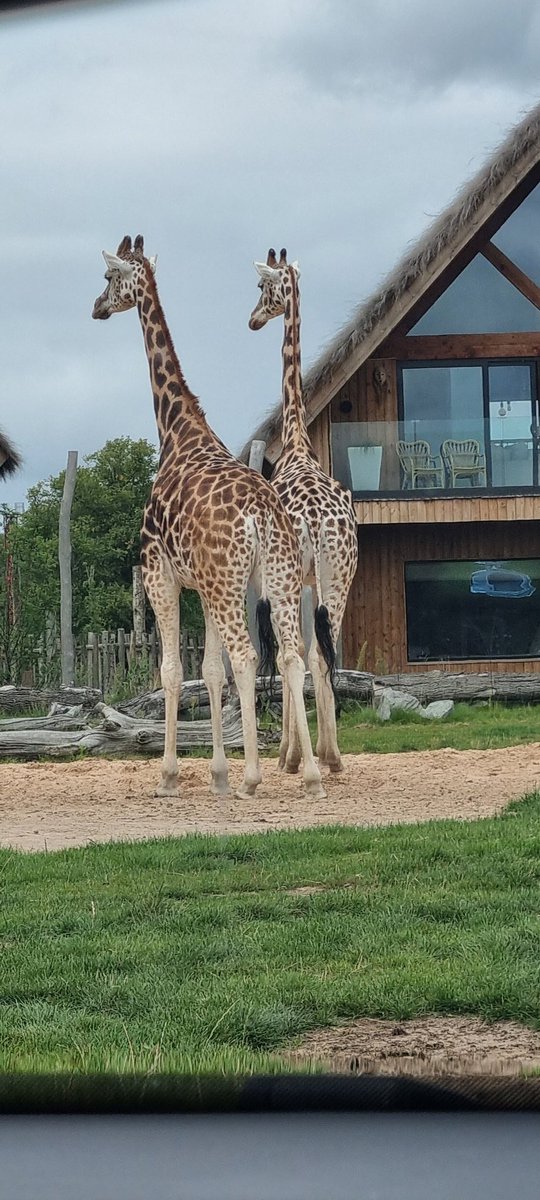 Im_Caesar_'s tweet photo. #WESTMIDLANDS #Safari https://t.co/0XuDJjh2F2