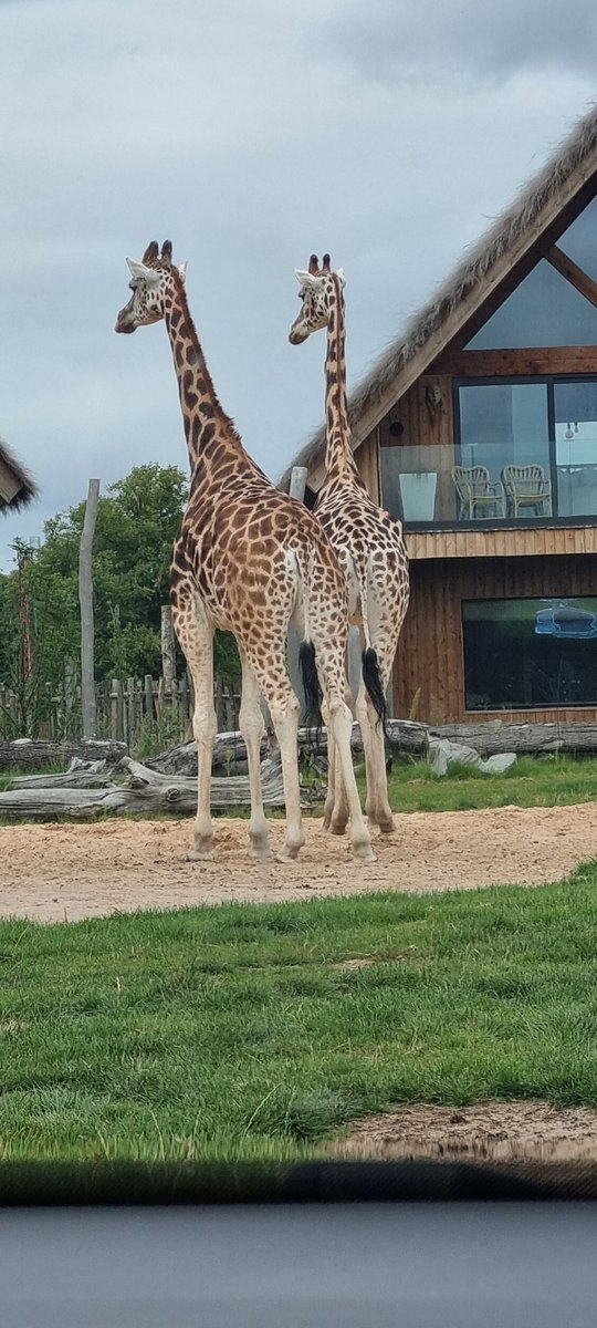 Im_Caesar_'s tweet photo. #WESTMIDLANDS #Safari https://t.co/0XuDJjh2F2