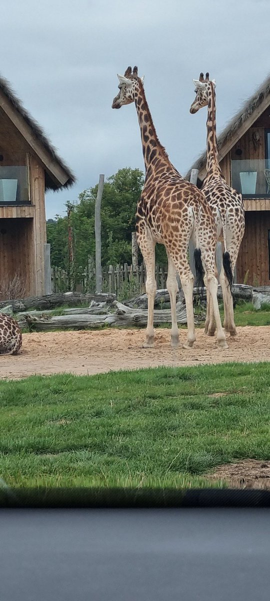 Im_Caesar_'s tweet photo. #WESTMIDLANDS #Safari https://t.co/0XuDJjh2F2