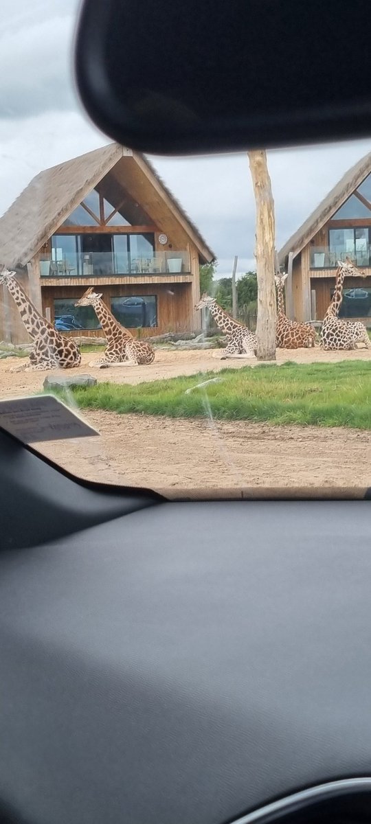 Im_Caesar_'s tweet photo. #WESTMIDLANDS #Safari https://t.co/0XuDJjh2F2