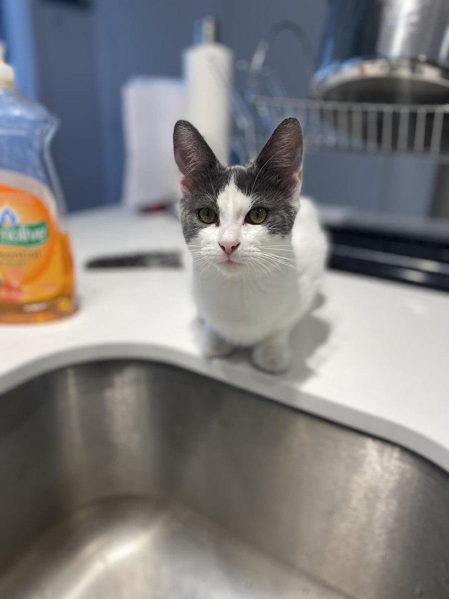 AnimexRefuge's tweet photo. 💗Venus adoptée 💗
Merci à l’adoptant !
#catlovers #littleface #titeface https://t.co/DNOTLDwIdE