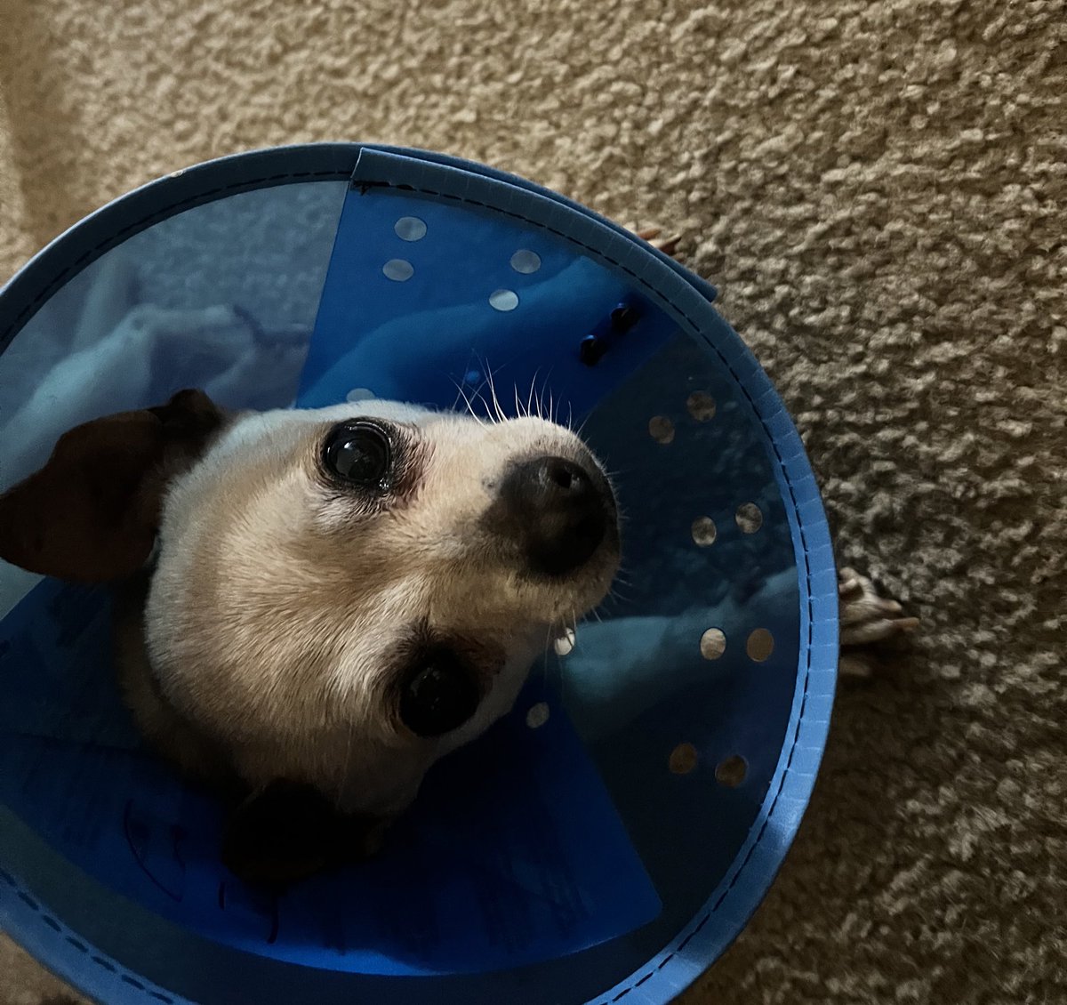 Tricia Tawkwana tweet media