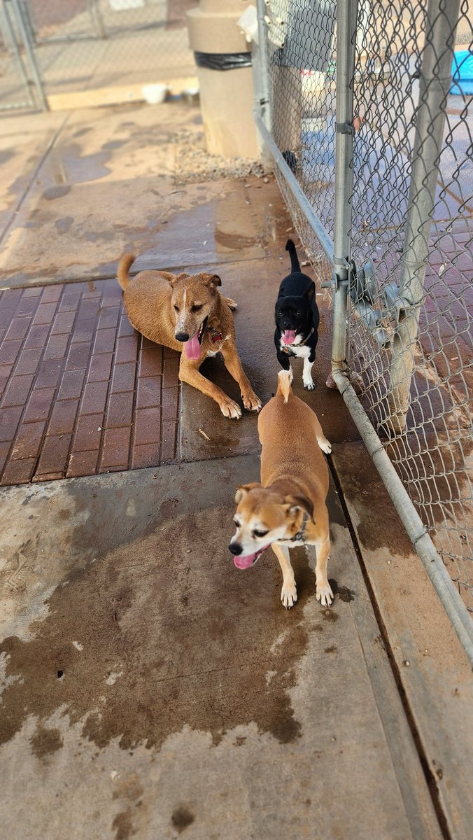 uvlove93's tweet photo. DAY LATE POST: Happy  International Dog Day to Max Ruby and Oliver today these fur babies went  to scooters and dutch for pup cups and bandanas  we also went to dead lift coffee and the dog park happy bark day to the baby's https://t.co/EhX6k4SsOv
