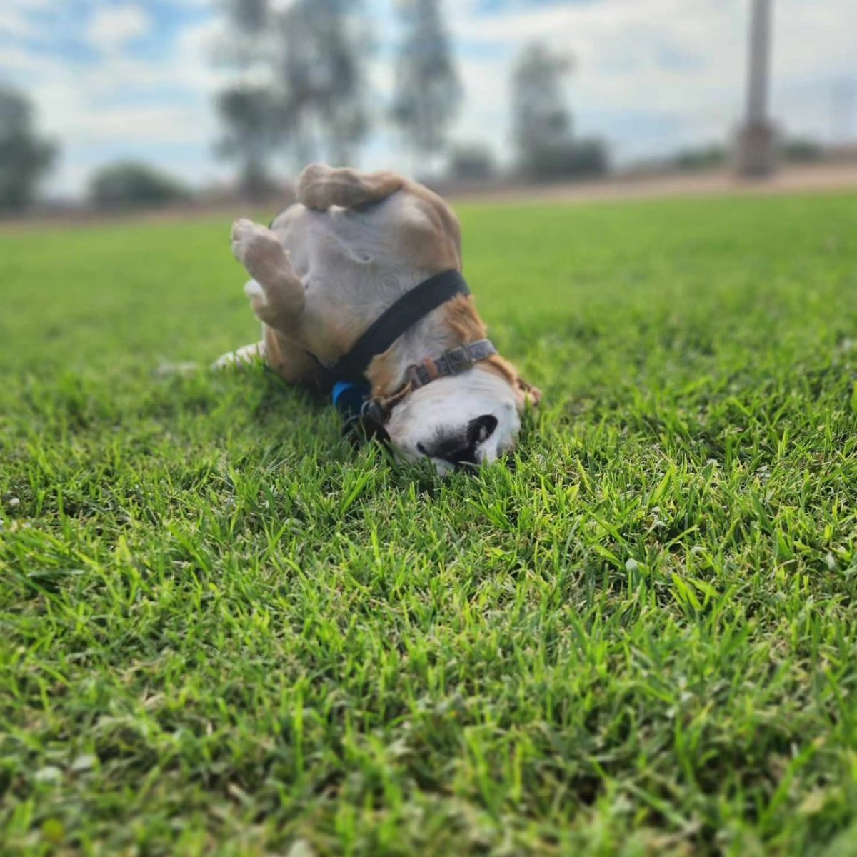 uvlove93's tweet photo. DAY LATE POST: Happy  International Dog Day to Max Ruby and Oliver today these fur babies went  to scooters and dutch for pup cups and bandanas  we also went to dead lift coffee and the dog park happy bark day to the baby's https://t.co/EhX6k4SsOv