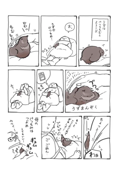 ヒメウズラのうずちゃん4  けつをもまれるうずの話です。かわいいです。   #ヒメウズラ #うずちゃん #鳥漫画