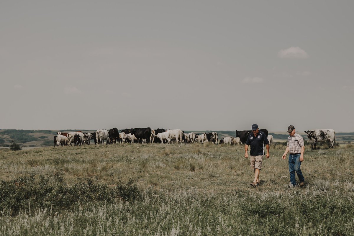 It was great to venture into the Speckle Park breed! Barry and Cory Ducherer were great guests to have.
River Hill Farm has a rich history in the breed from literally a crow's flight to the birthplace and origin of the Breed outside of Maidstone Saskatchewan. 
Ep31 out 8/28