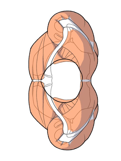 「伊豆の美術解剖学者@kato_anatomy」 illustration images(Latest)｜4pages