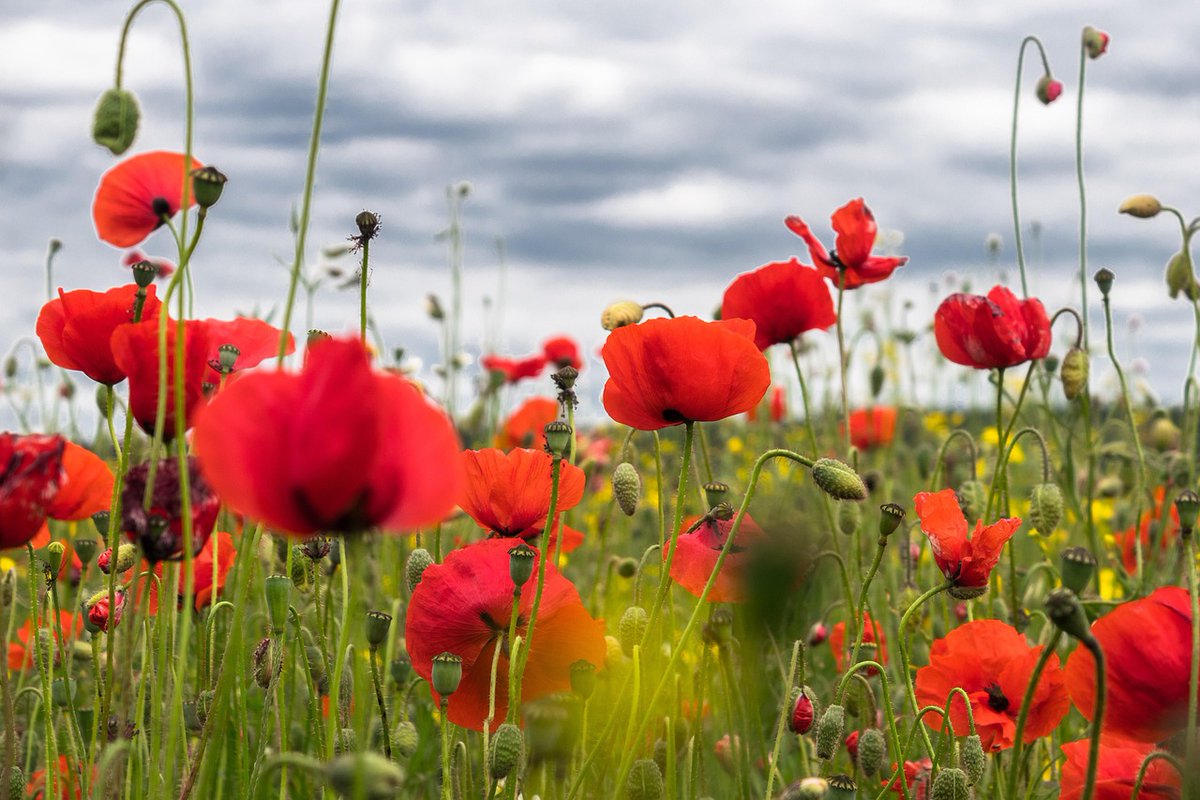 Field Of Poppies by Didgeman tinyurl.com/yc7m78db