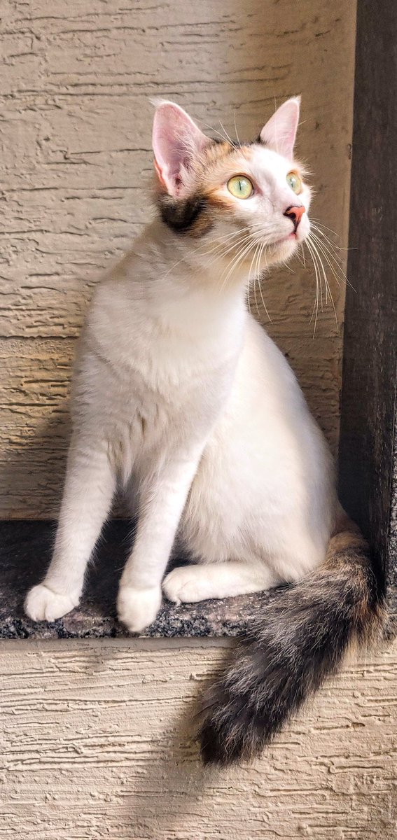 KekoShadow's tweet photo. We like to pose and be all dramatic! 

#fancycats #fancypants #CatsOnTwitter #CatsOnX #poser https://t.co/xHGetrqHZK