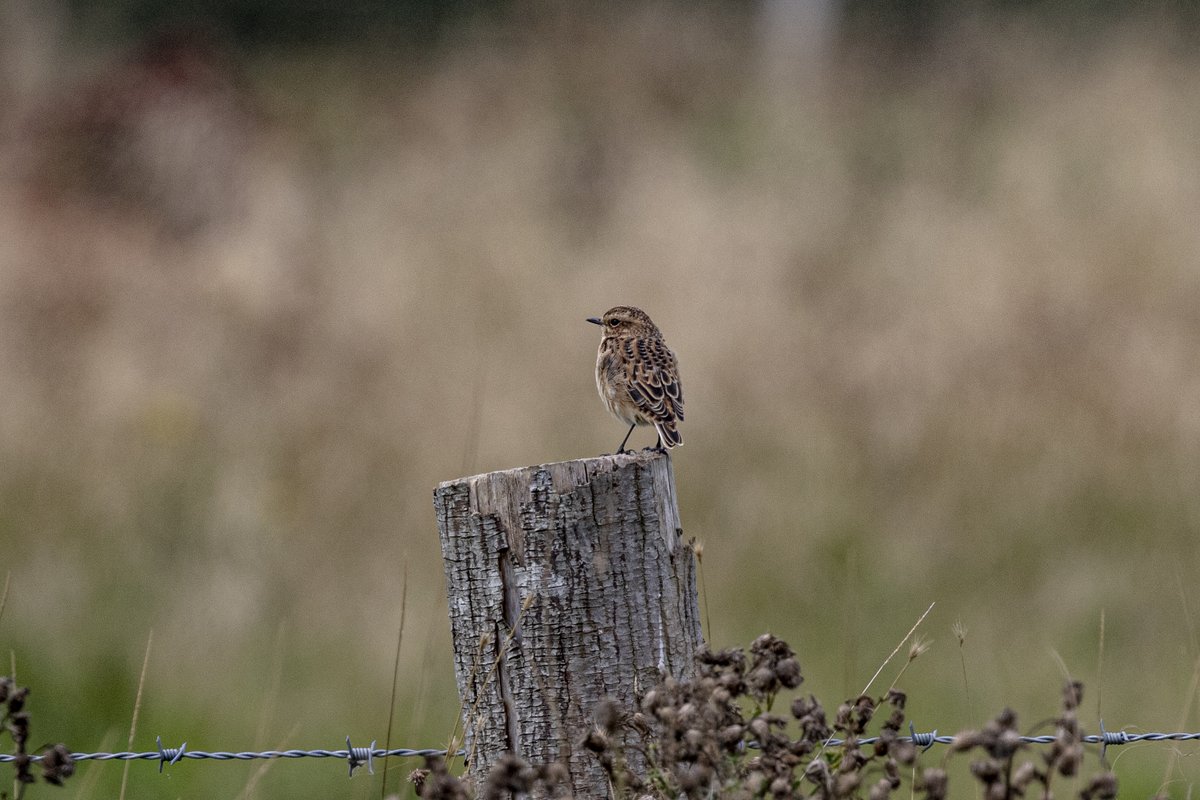 A walk at Blakehill this afternoon produced 5 Wheatear, 3 Whinchat and a Raven over <a href="/cwpbirder/">Jonathan Mercer</a>  <a href="/CWPBirds/">CWP Birds</a> <a href="/WiltsWildlife/">Wilts Wildlife Trust</a> @BenCWP