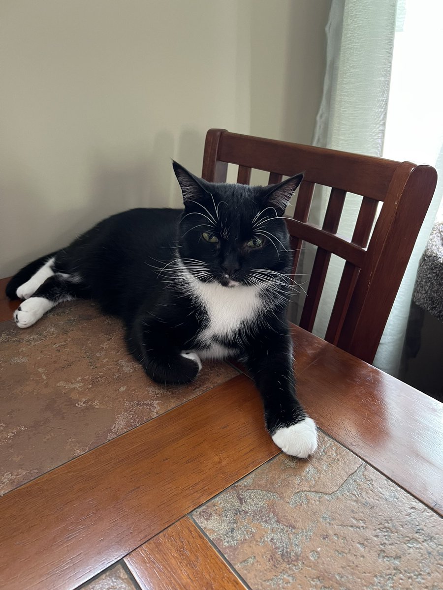 Am I supposed to be on the table? No I am not. #CatsOfTwitter