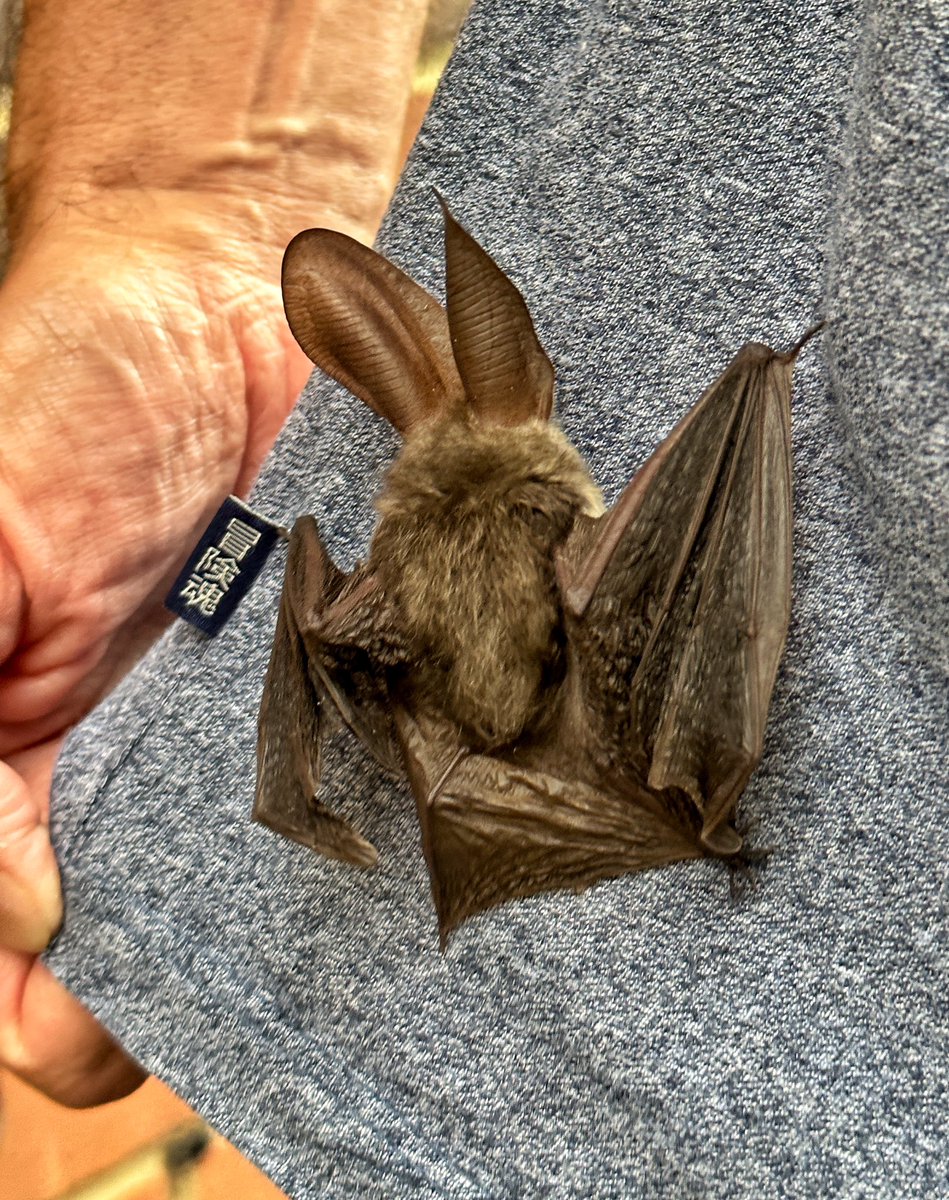 gemmak500's tweet photo. When you go out for lunch and end up at Tiggywinkles with a long eared bat!
#chesham #chilterns #buckinghamshire #bat #longearedbat #animalrescue #batsofinstagram #protectedspecies #tiggywinkles #wildlife #wildliferescue #marlow #plecotusauritus @tiggywinklesuk https://t.co/2YCeY7ZTY6
