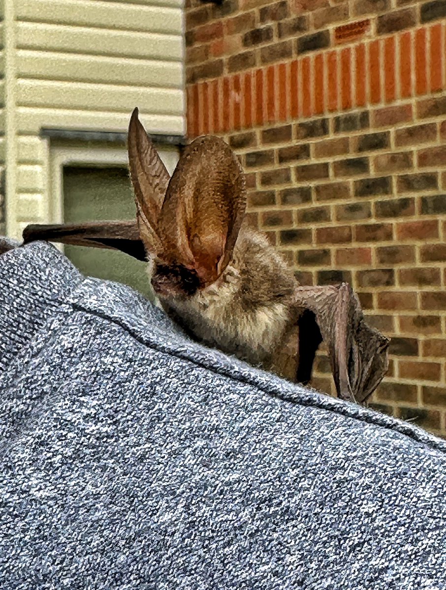 gemmak500's tweet photo. When you go out for lunch and end up at Tiggywinkles with a long eared bat!
#chesham #chilterns #buckinghamshire #bat #longearedbat #animalrescue #batsofinstagram #protectedspecies #tiggywinkles #wildlife #wildliferescue #marlow #plecotusauritus @tiggywinklesuk https://t.co/2YCeY7ZTY6
