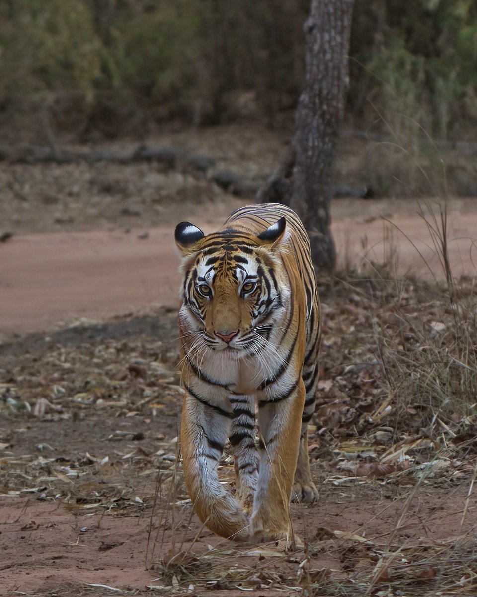 ashwanikasid's tweet photo. Sub Adult Tigress
Bandhavgarh National Park, MadhyaPradesh🇮🇳
📷 Nikon z7ii https://t.co/ZZpU02ag4t