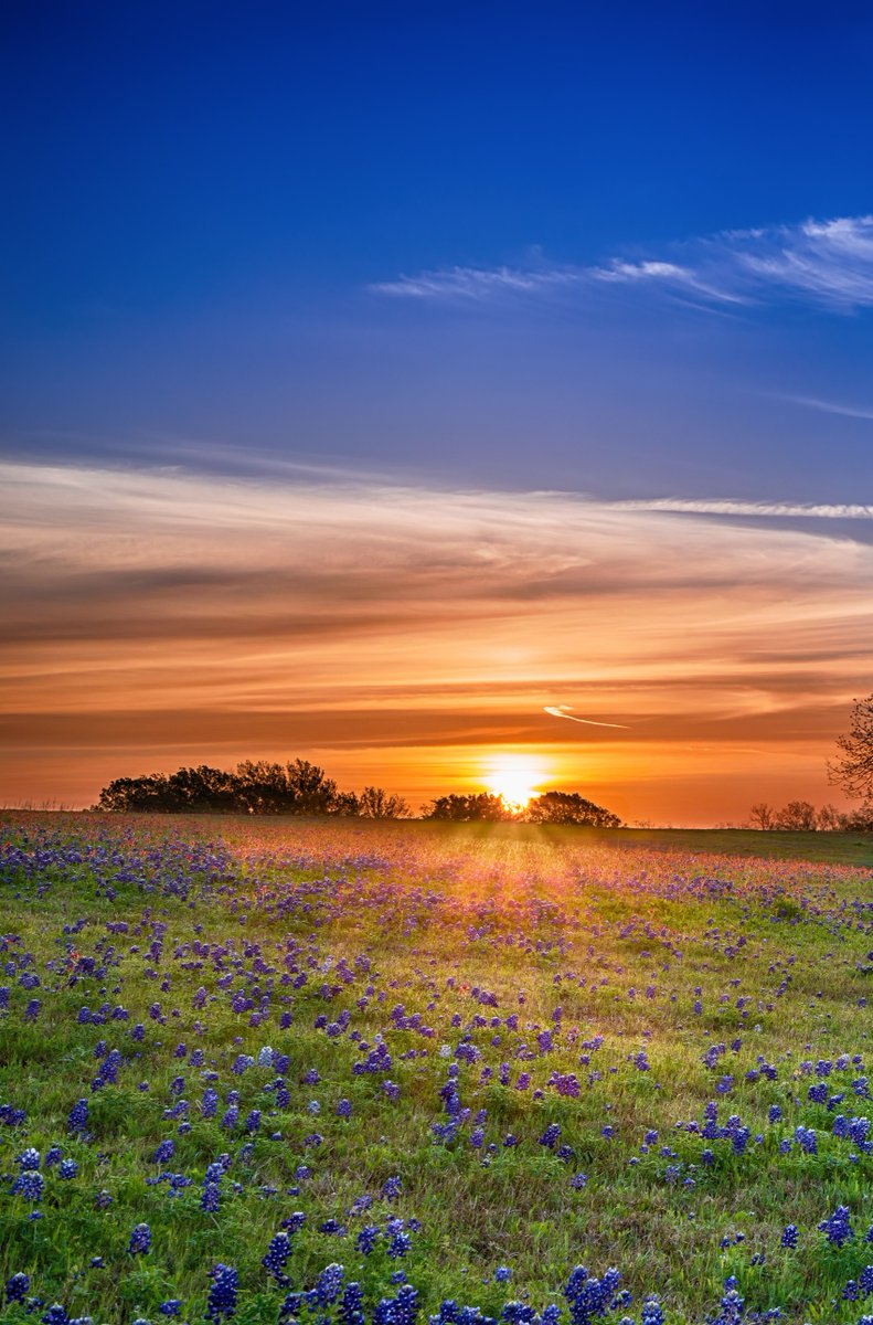 Welcome to the land of bluebonnets and BBQ, where the spirit of Texas blooms bright. 🌺🍖 #TexasTraditions #FlavorsOfTexas #BloomWhereYouArePlanted #tourtexas #texasig #igtexas #travel #texas #texastodo #texassummer