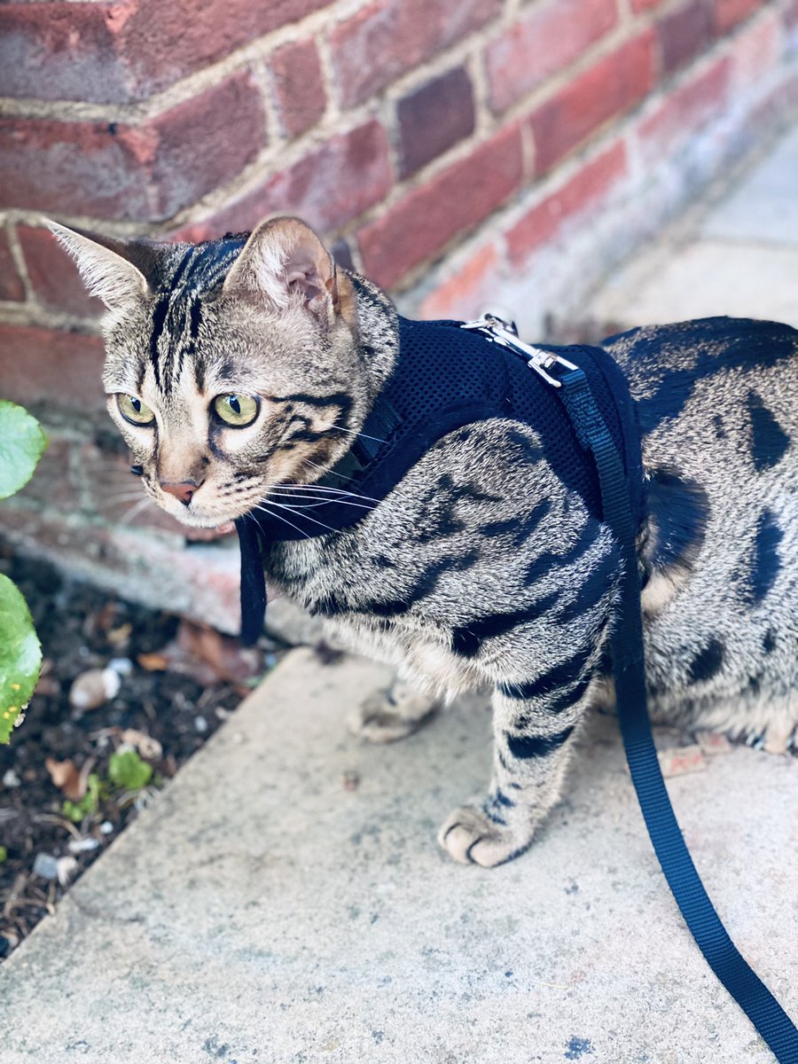 (Prince) Caspian 🐾 #bengal