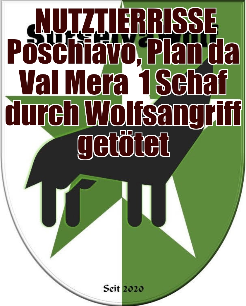 27.08.2023 Poschiavo, Plan da Val Mera
1 Schaf durch Wolfsangriff getötet