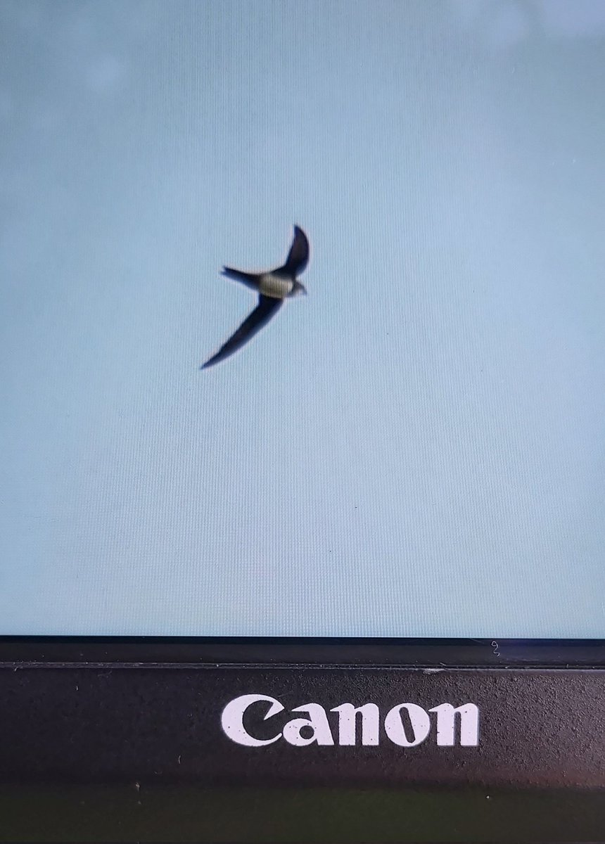 I just spotted an Alpine Swift on South Downs above Wilmington flying towards Eastbourne. Back of screen shot, taken with macro lens!!! Thanks @bob_eade for the ID. @SussexBirding @SussexWildlife @SussexOrnitholo