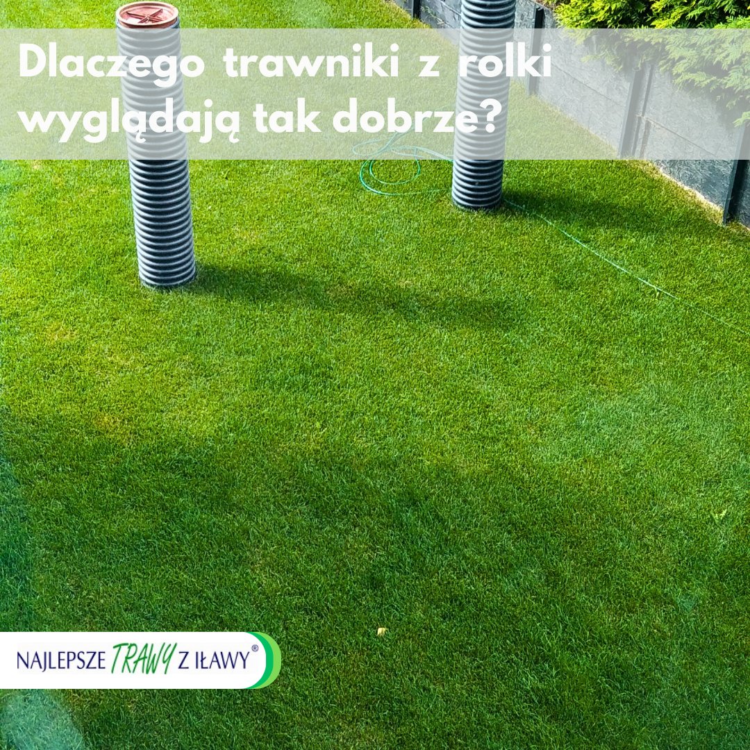 Rolimpex's tweet photo. #Trawnikizrolki uprawia się w kontrolowanych warunkach na glebie bez chwastów,  gdzie przechodzą I fazę pielęgnacji: starannego podlewania i ochrony przed ruchem pieszym - są świetnie przygotowane do regularnego użytkowania. Wyróżnia je równa wys. źdźbeł i równomierny kolor. https://t.co/u5847f5wPG