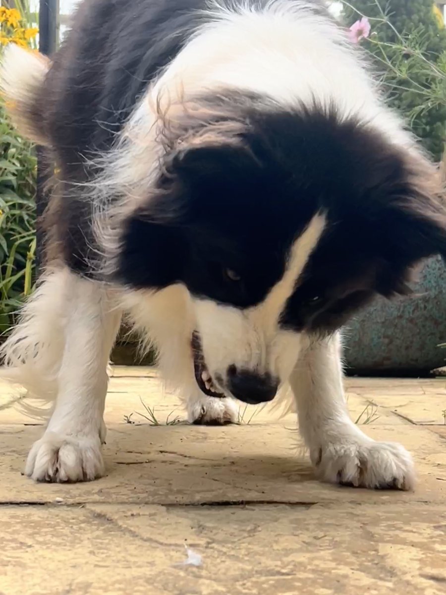 Bobby the Border Collie tweet media