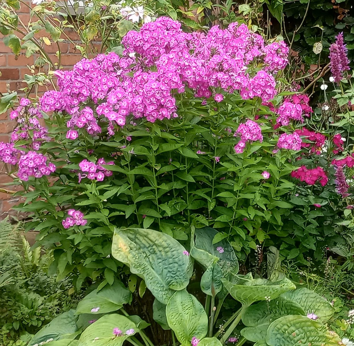 There's nothing like a great big clump of phlox to liven up the late summer border #gardening #mygarden #gardener