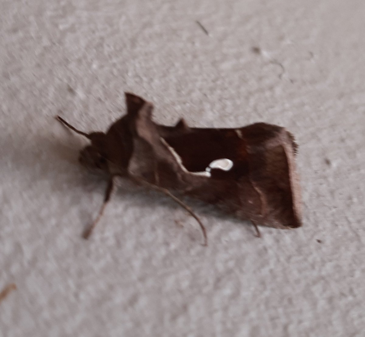 Nick Tanner (@nicktan09913864) on Twitter photo <a href="/surreymoths/">Surrey Moths</a> Dewick's Plusia at Berrylands Station near Surbiton this morning, second station record <a href="/surreymoths/">Surrey Moths</a> Dewick's Plusia at Berrylands Station near Surbiton this morning, second station record