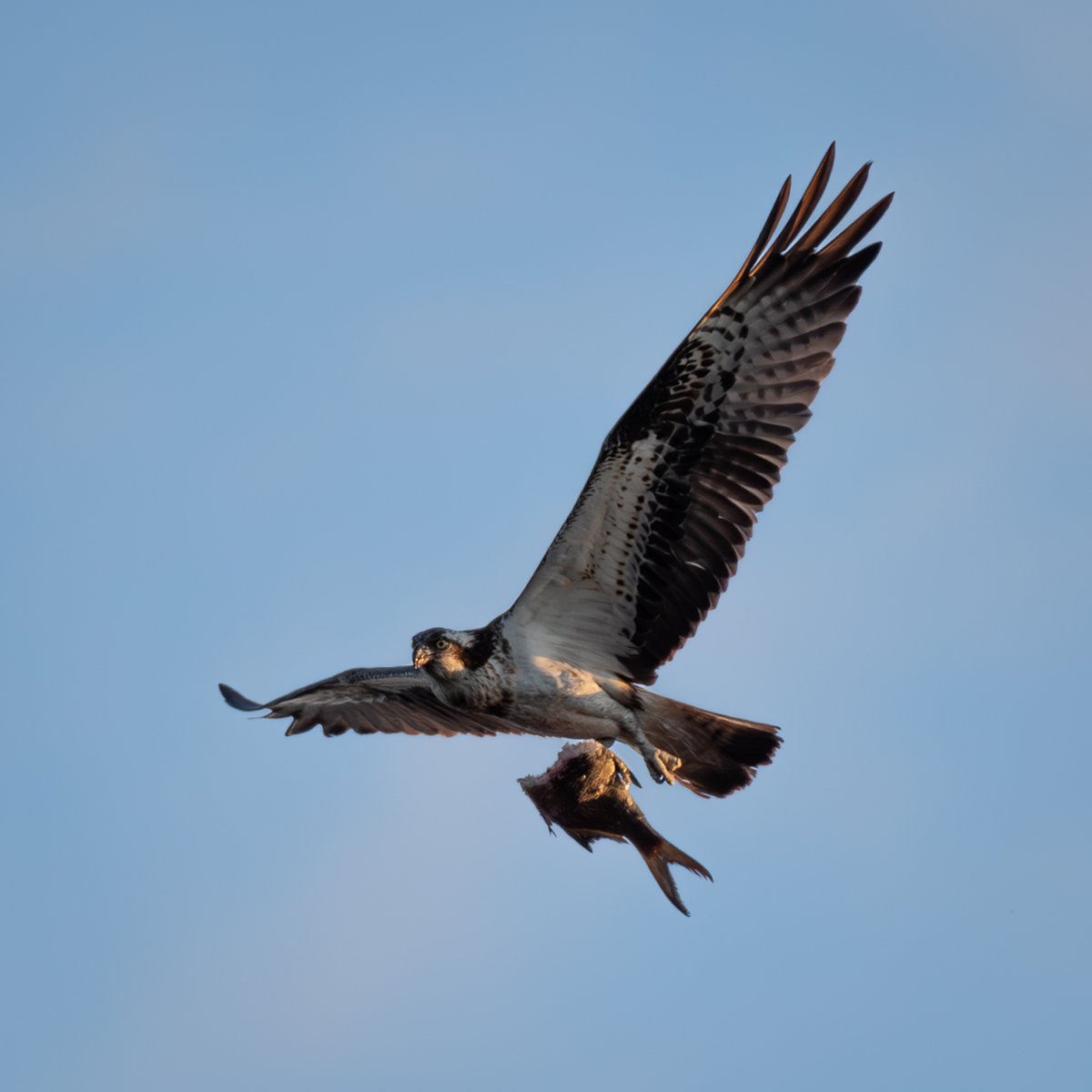 Mestarikalastaja
#osprey #sääksi #pandionhaliaetus
