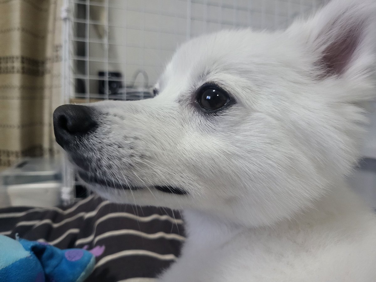 hirussyi's tweet photo. リンがいなくなって11日。

リンが今日も元気でいてくれることを祈ってます。

会いたい。

皆さん、何でもいいので
情報あればお願いします。

拡散お願いします。

#日本スピッツ
#迷子犬
#拡散希望 https://t.co/ox5NrTxjsH