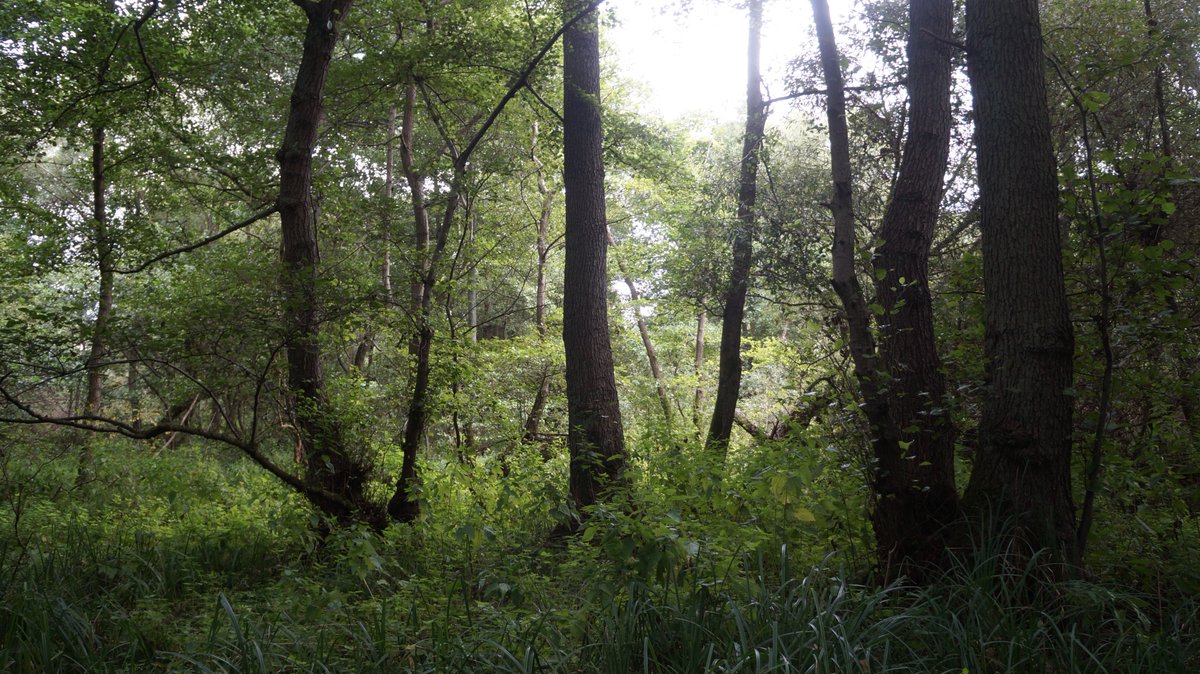 ChristosA89's tweet photo. Yesterday in Denham Lock Wood (SSSI), I found another #Rare Cimbex connatus #larva high up in an alder tree (host plant). I procured this live specimen for @Coleopterist and @BroadGavin for @darwintreelife. This is the location the #Symphyta seem to be flourishing, a refugium: https://t.co/n4nGoqM2QT