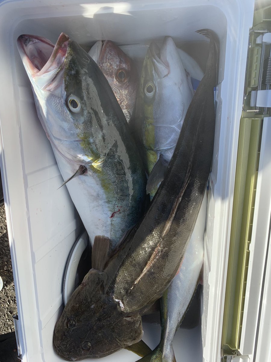 BoAmApQ8fG0oyhd's tweet image. 過去1豪華なクーラーボックス‼️😭

フリッツ投げるたび良い仕事する✨

#TackleHouse #Flitz