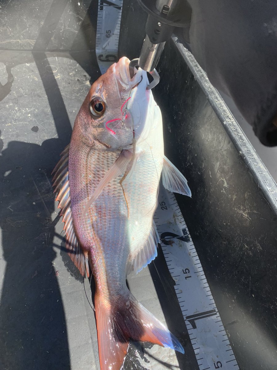 BoAmApQ8fG0oyhd's tweet image. 過去1豪華なクーラーボックス‼️😭

フリッツ投げるたび良い仕事する✨

#TackleHouse #Flitz