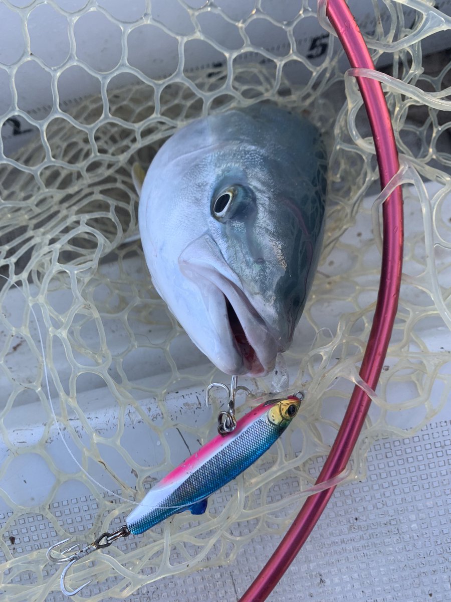 BoAmApQ8fG0oyhd's tweet image. 過去1豪華なクーラーボックス‼️😭

フリッツ投げるたび良い仕事する✨

#TackleHouse #Flitz