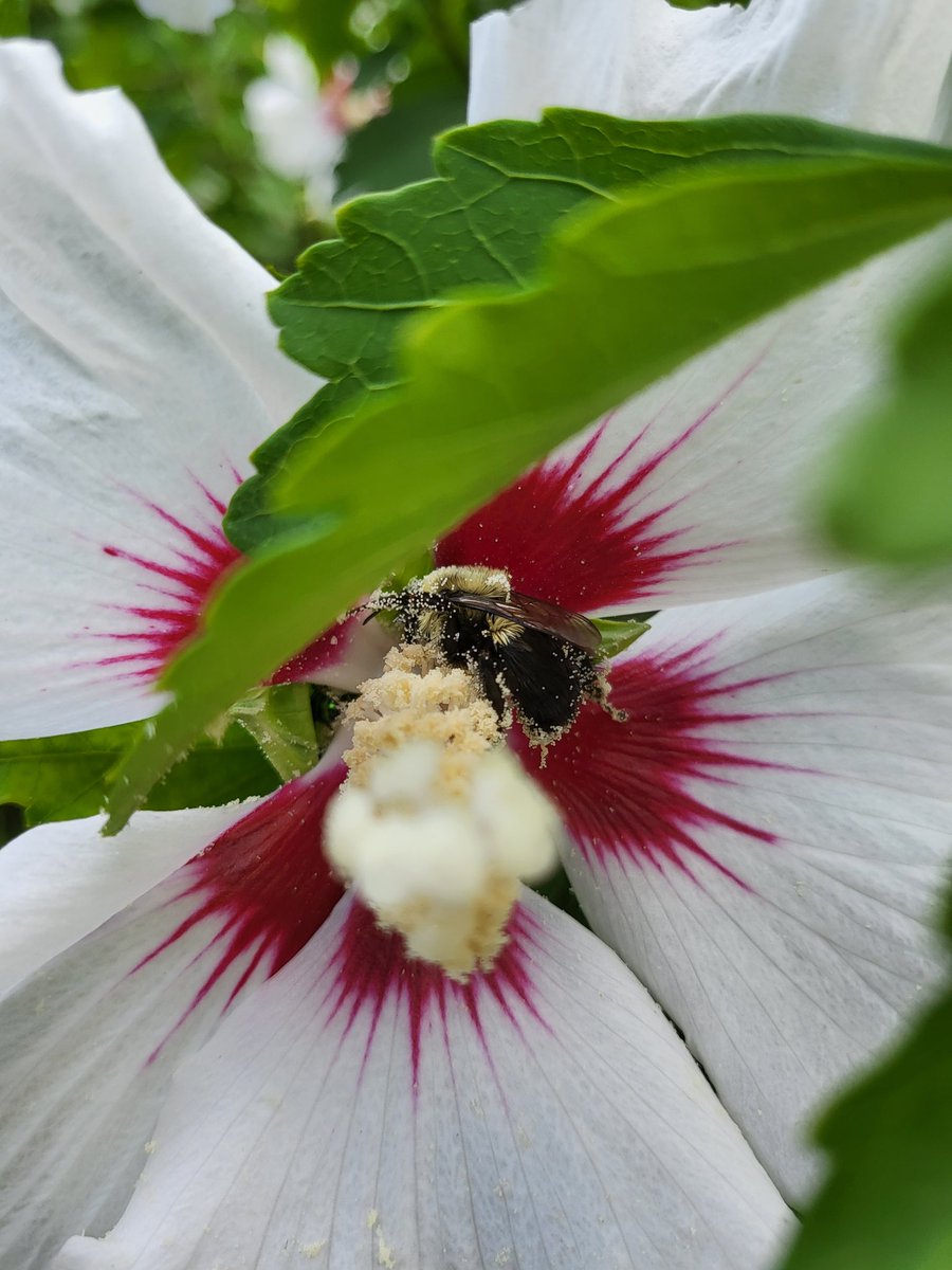WildernessWebb's tweet photo. The bumblebees on this Rose of Sharon were covered with pollen! It seemed to be weighing them down. ❤️ 🐝 🌸 https://t.co/ayTXSkl1p2