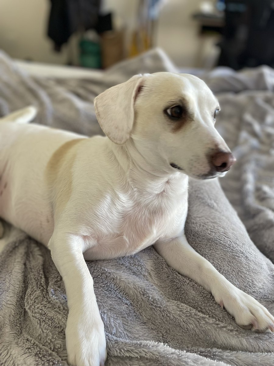 Jaculled's tweet photo. @Phil_Sledge Bella ❤️ https://t.co/uaVZTZKGTW
