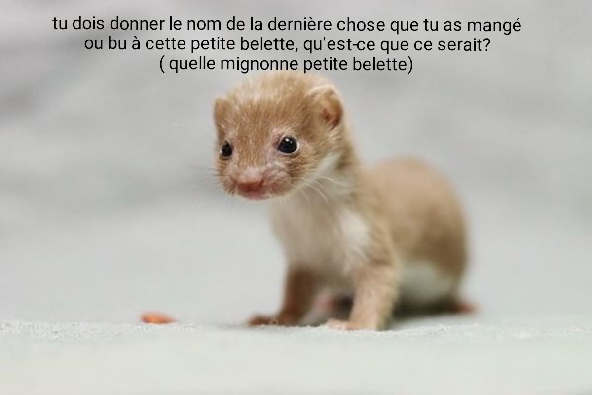Olivia_verte's tweet photo. Houmous à la libanais 😌 la pauvre
#belette #weasel #nom #drole #jeu https://t.co/D7HK9IRjYg