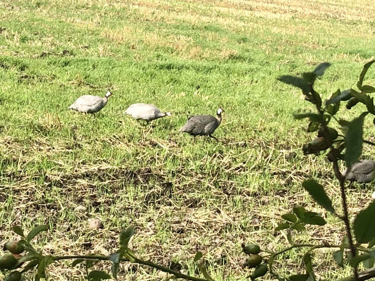 senanhogan's tweet photo. Wild turkeys on the move in #narraghmore #kildare https://t.co/IBLA5Bagd3