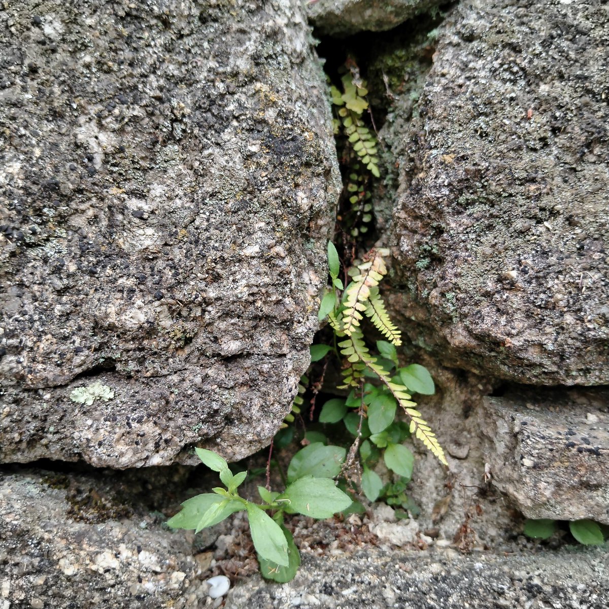 The last of the wall #wildflowers

#naturePhotography
#urbanPhotography