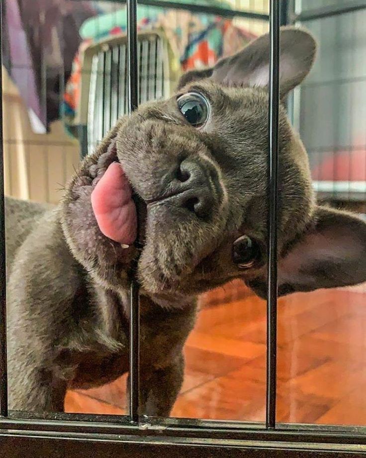 Frenchie Owners tweet media