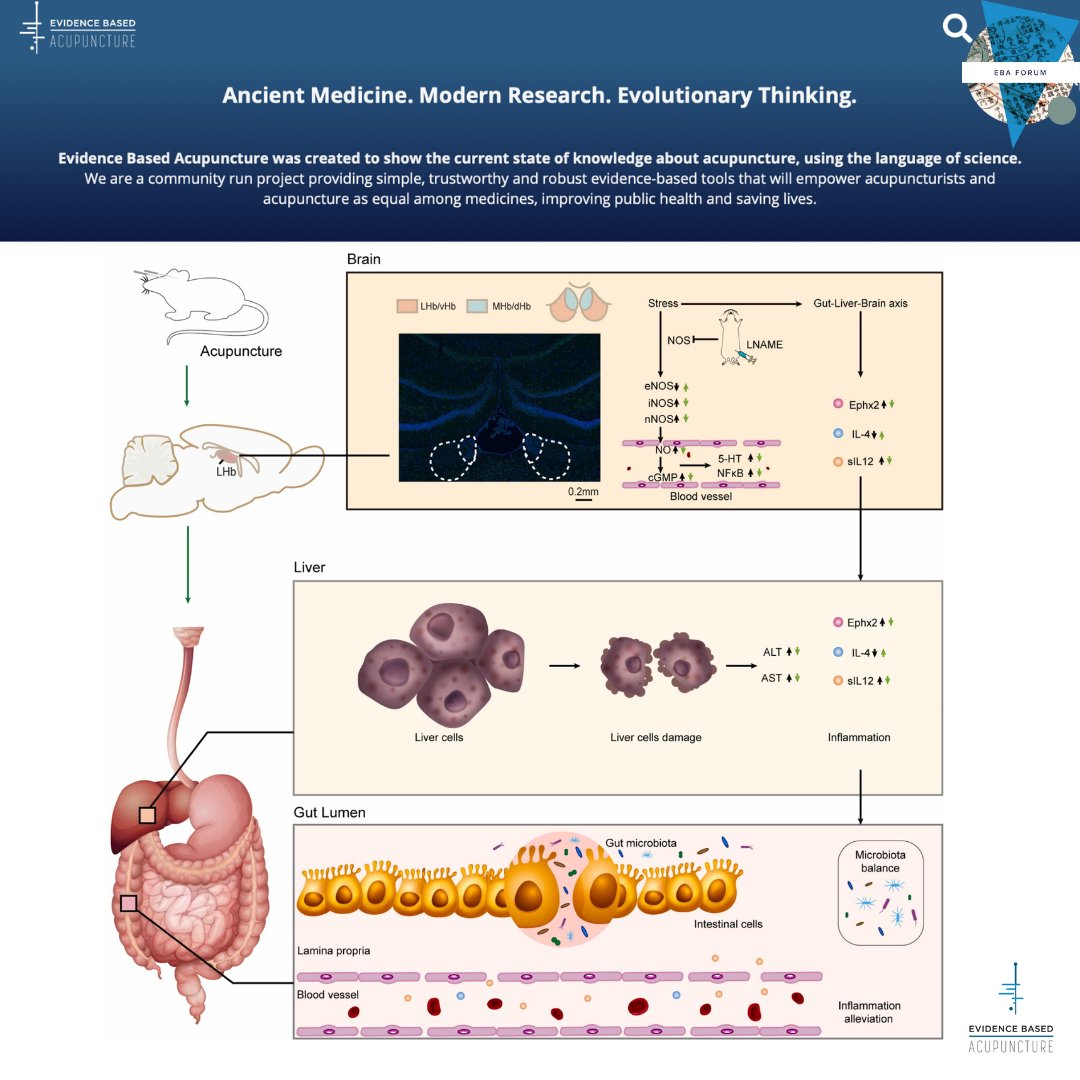 EBAcupuncture's tweet photo. 🚨 NERD ALERT! 😂 NEW Post & discussion on the EBA Forum: https://t.co/GYXlaHDTpr
🤯 "In addition, these can be evidence of the existence of the gut-liver-brain axis."
👉 Full paper and discussion with your peers now open on the EBA Forum 🤓 #GeekySunday https://t.co/e3j222jAiJ