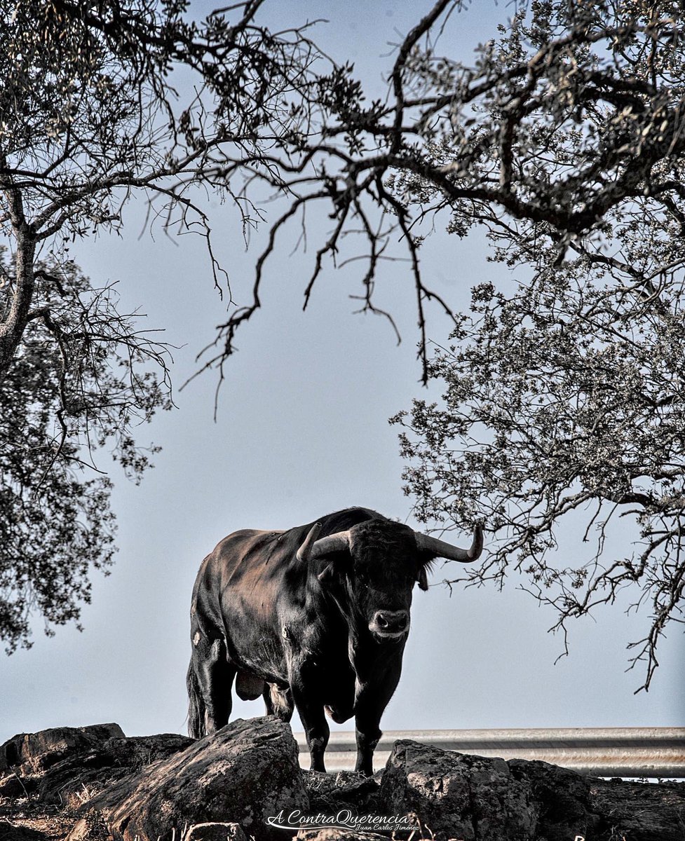 AContraquerencia ©️ tweet media