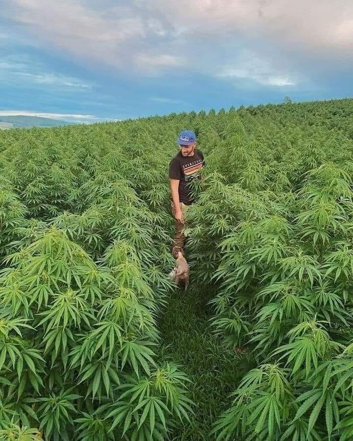 Se nada der certo vou plantar mandioca!