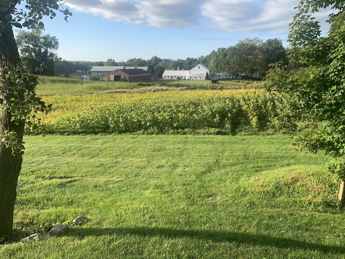 Amherst_Paul's tweet photo. Good morning sun(flowers)shine. Get outside and see the beauty that is in the @TownOfAmherst https://t.co/Dd8NpnWPDQ