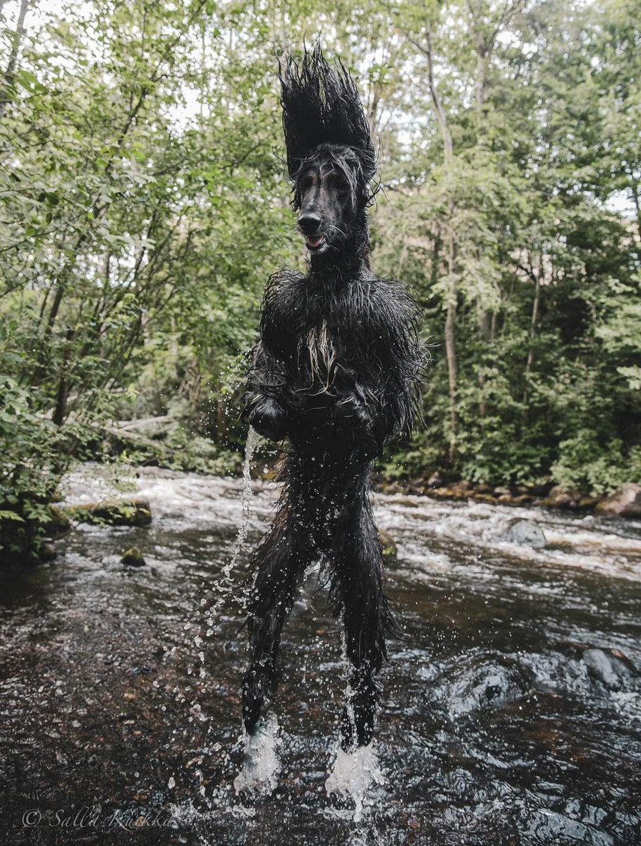 Doggobloc tweet media