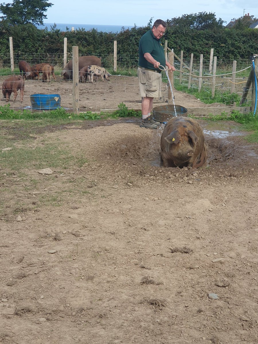 Steve, giving one of our sow's a well needed shower