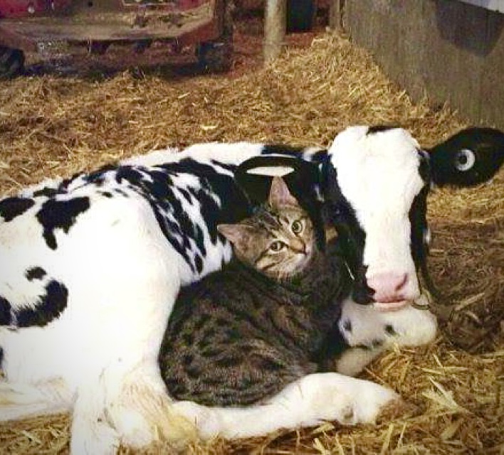 Why love one but eat the other?! 🐮🐱 #loveALLanimals